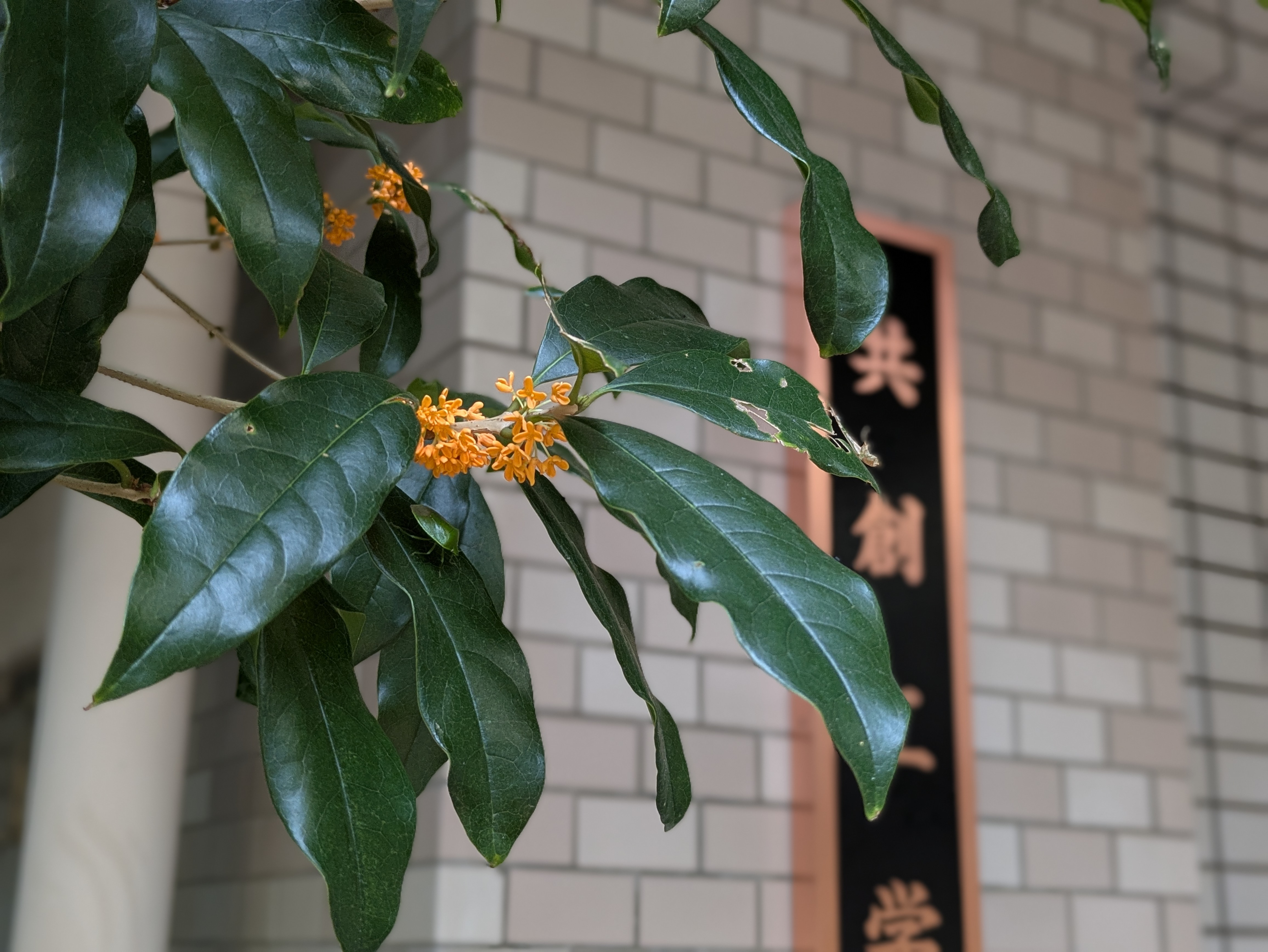 控室前の金木星